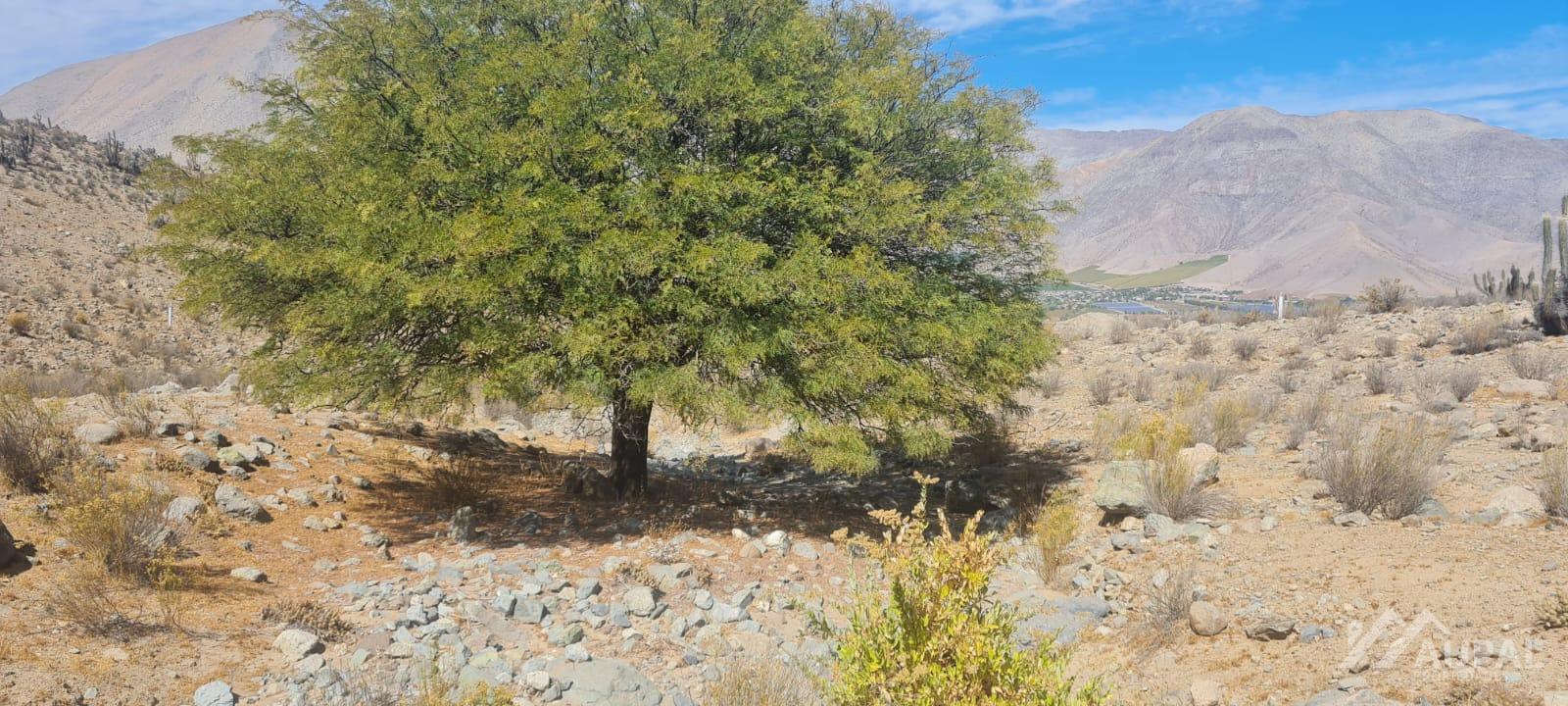 SE VENDE TERRENO VALLE ELQUI