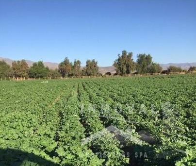 HERMOSA PARCELA DE 2 HECTÁREAS EN LIMARI