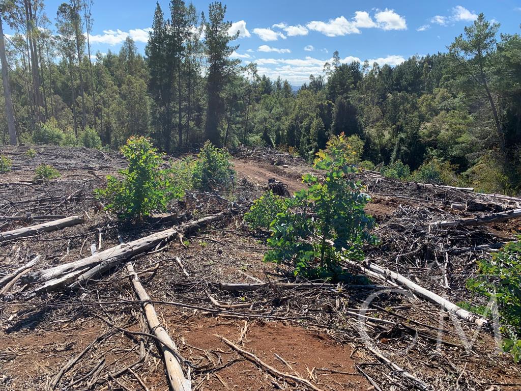 Campo Forestal Sector Pupanquemo